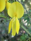 2009-04-14-020-Broom