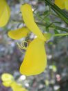 2009-04-14-021-Broom