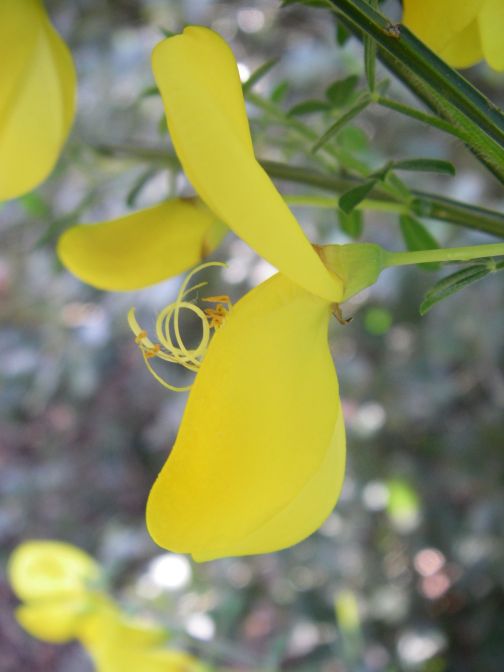 2009-04-14-021-Broom