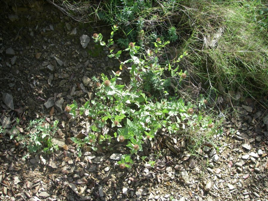 2009-04-14-024-Soft-Thistle