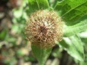 2009-04-14-025-Soft-Thistle