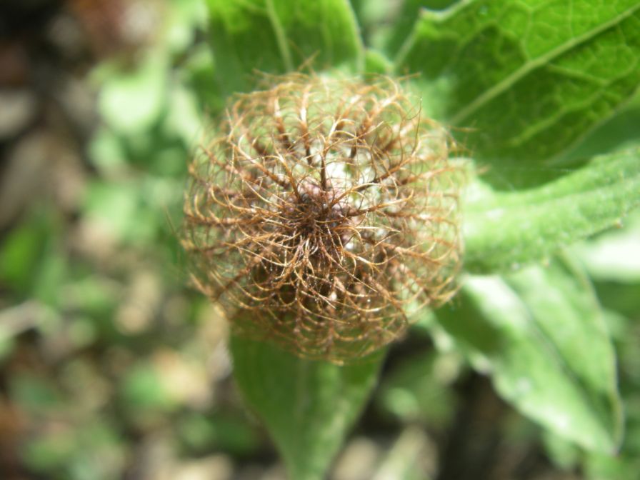 2009-04-14-025-Soft-Thistle