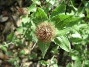 2009-04-14-026-Soft-Thistle