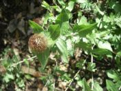 2009-04-14-027-Soft-Thistle