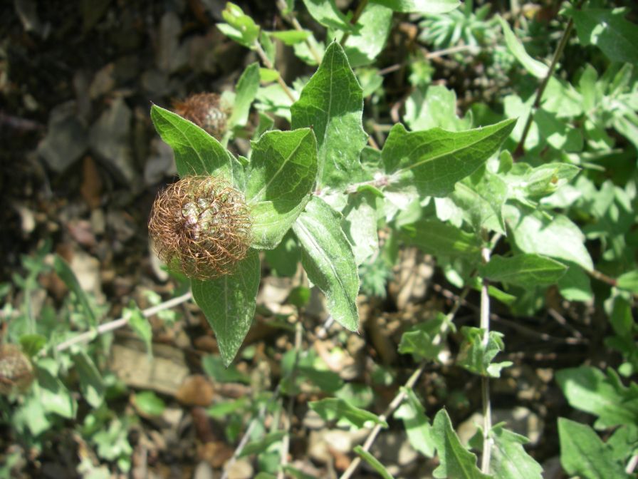 2009-04-14-027-Soft-Thistle