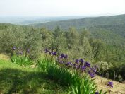 2009-04-14-029-Iris