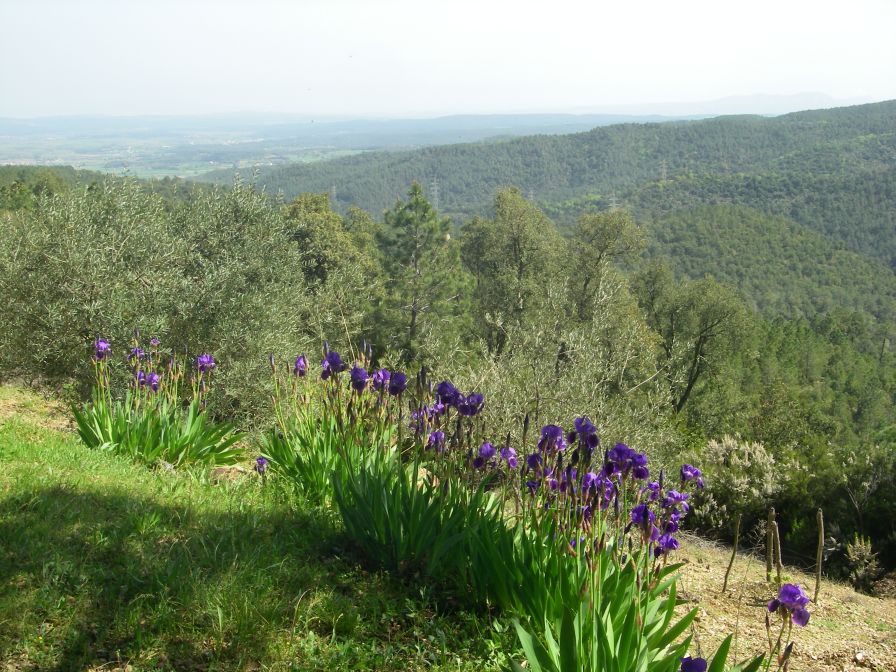 2009-04-14-029-Iris