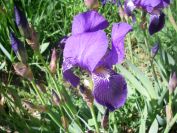 2009-04-14-032-Iris