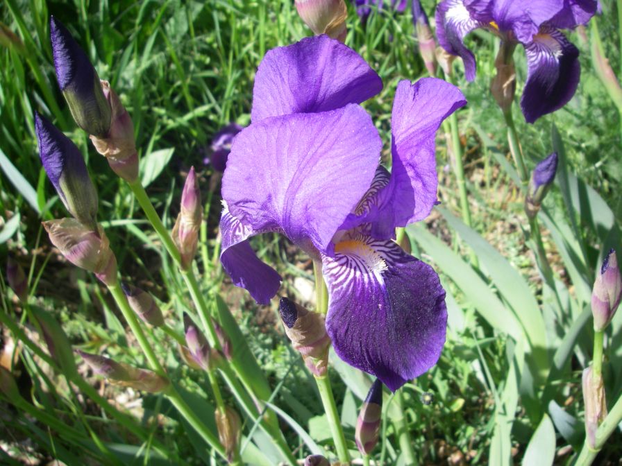 2009-04-14-032-Iris