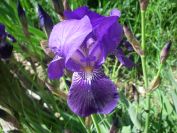 2009-04-14-033-Iris