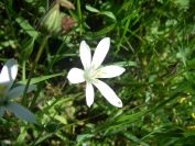 2009-04-14-037-Ornithogalum