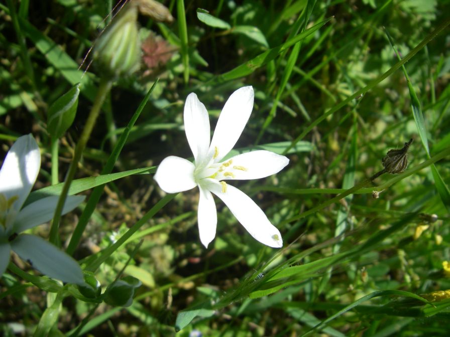 2009-04-14-037-Ornithogalum