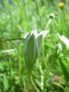 2009-04-14-038-Ornithogalum