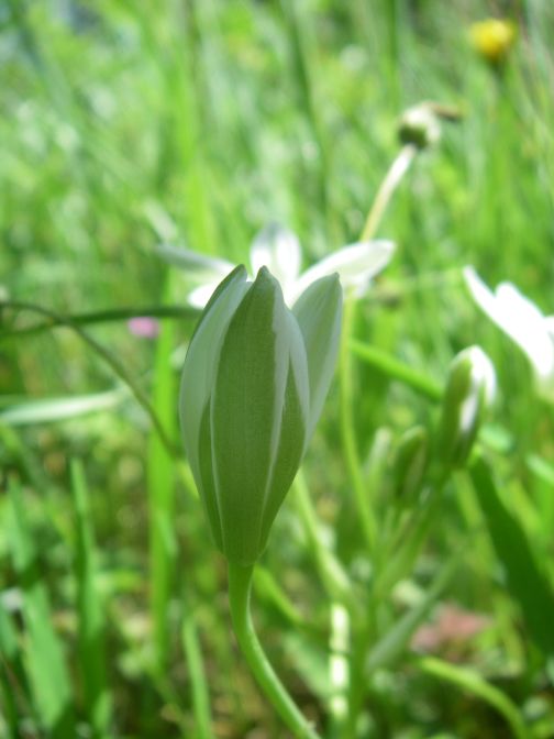 2009-04-14-038-Ornithogalum