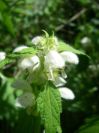 2009-04-14-039-Dead-Nettle-White