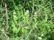 2009-04-14-040-Dead-Nettle-White