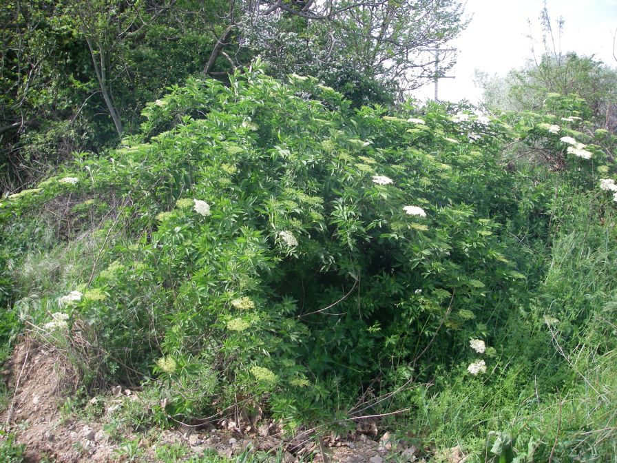 2009-04-14-041-Elder-Flowers