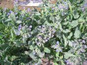 2009-04-14-042-Borago-Officinalis