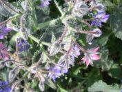 2009-04-14-043-Borago-Officinalis-Pink