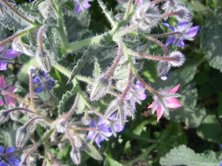 2009-04-14-043-Borago-Officinalis-Pink