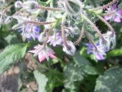 2009-04-14-044-Borago-Officinalis-Pink