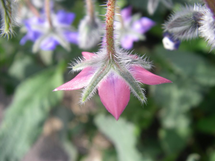 2009-04-14-045-Borago-Officinalis-Pink