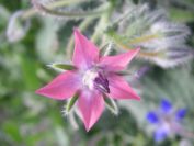 2009-04-14-046-Borago-Officinalis-Pink