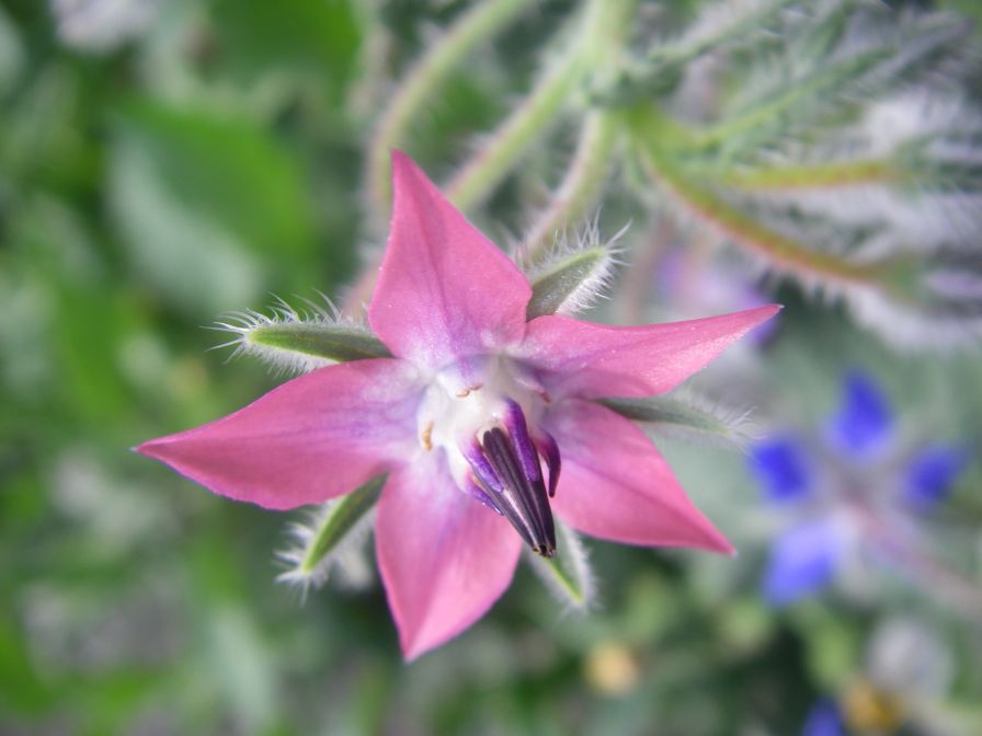 2009-04-14-047-Borago-Officinalis-Pink