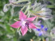 2009-04-14-048-Borago-Officinalis-Pink