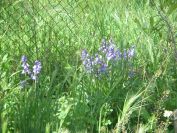 2009-04-14-049-Bluebells