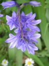 2009-04-14-050-Bluebells