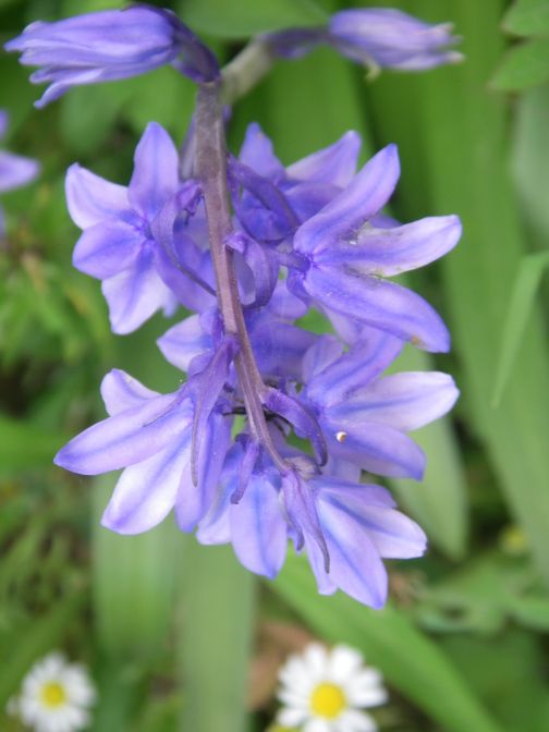 2009-04-14-050-Bluebells