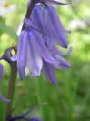 2009-04-14-051-Bluebells