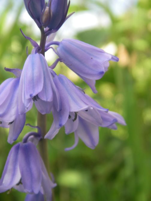 2009-04-14-052-Bluebells