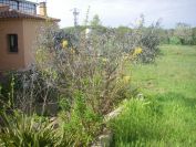 2009-04-14-053-Forsythia