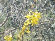 2009-04-14-054-Forsythia