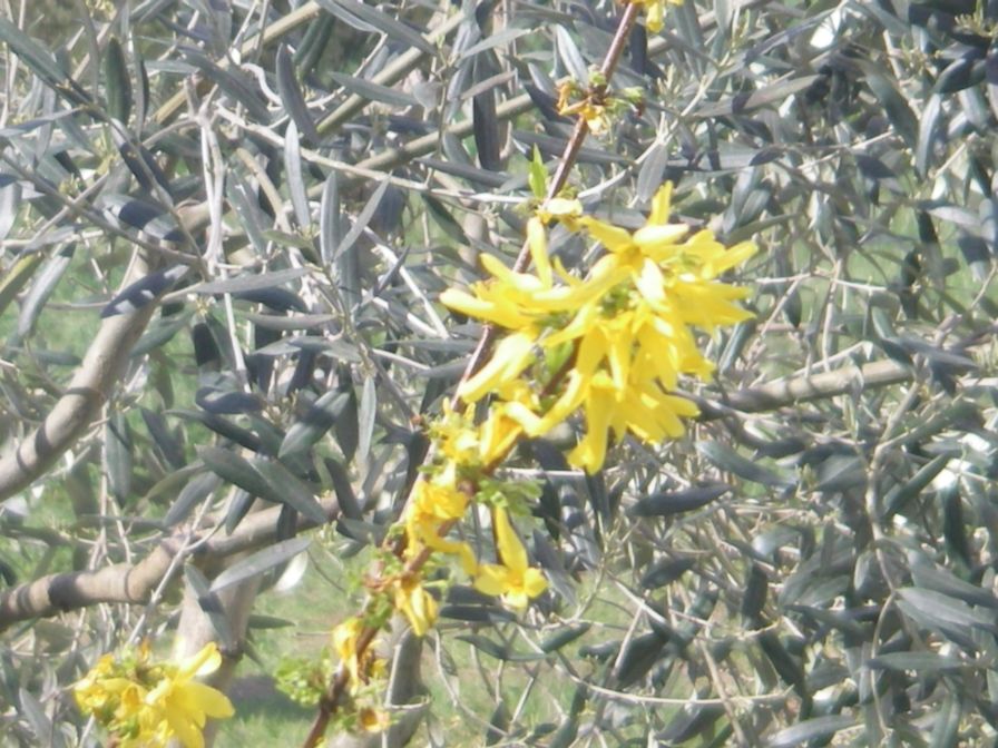 2009-04-14-054-Forsythia