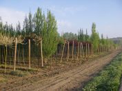 2009-04-15-004-Tree-Nursery