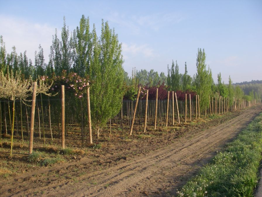 2009-04-15-004-Tree-Nursery