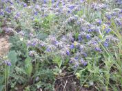 2009-04-15-016-Borago-Perhaps