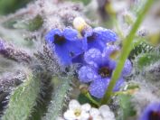 2009-04-15-017-Borago-Perhaps