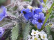 2009-04-15-018-Borago-Perhaps