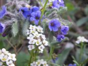 2009-04-15-019-Borago-Perhaps