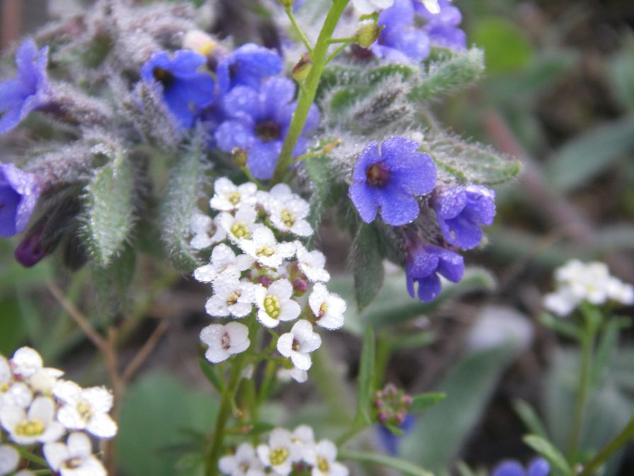 2009-04-15-019-Borago-Perhaps