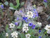2009-04-15-020-Borago-Perhaps