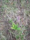 2009-04-15-022-Orchid