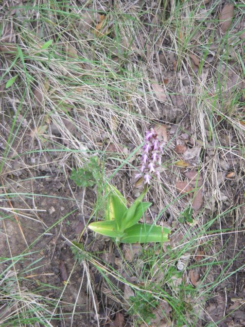 2009-04-15-022-Orchid