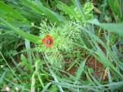2009-04-15-025-Unknown