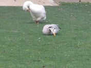 2009-04-15-031-Geese