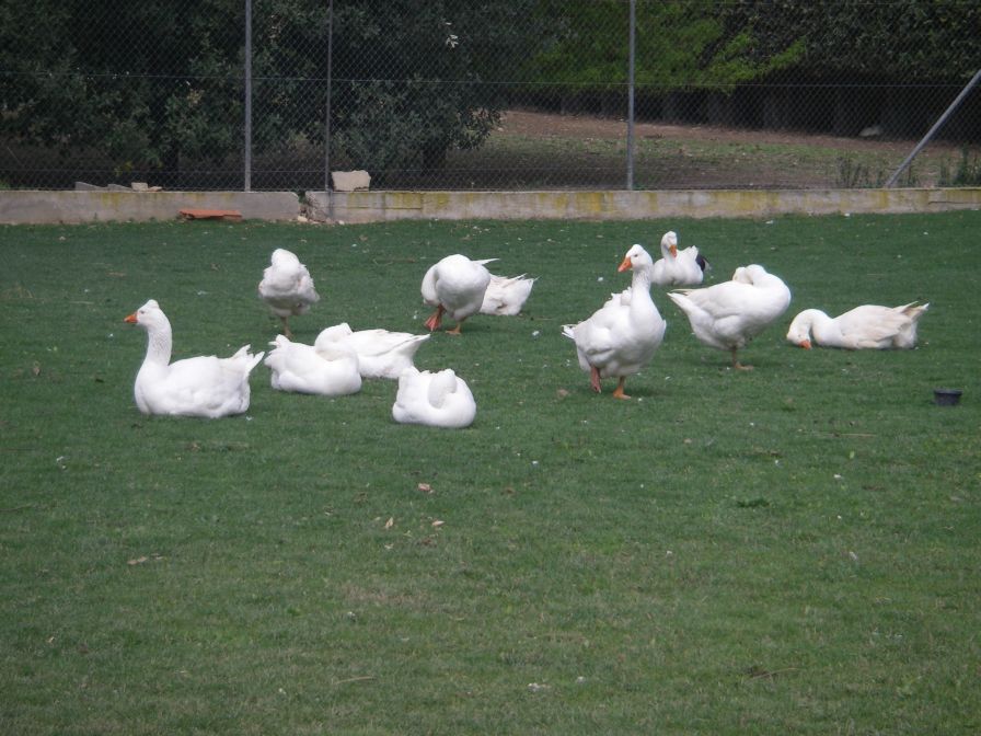 2009-04-15-033-Geese